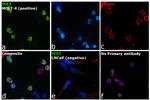 TCF7 Antibody in Immunocytochemistry (ICC/IF)