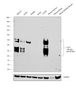 TCF7 Antibody in Western Blot (WB)