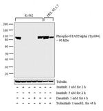 Phospho-STAT5 alpha (Tyr694) Antibody in Western Blot (WB)