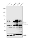 TCF7L2 Antibody in Western Blot (WB)