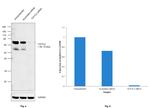 TCF7L2 Antibody in Western Blot (WB)