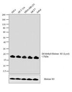 H3K4me2 Antibody in Western Blot (WB)