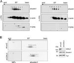 Shootin1 Antibody in Western Blot (WB)