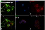 NEFL Antibody in Immunocytochemistry (ICC/IF)