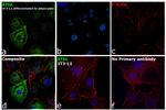 ATGL Antibody in Immunocytochemistry (ICC/IF)