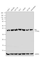 GBL Antibody in Western Blot (WB)