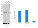 GBL Antibody in Western Blot (WB)