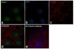 4EBP1 Antibody in Immunocytochemistry (ICC/IF)