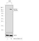 RICTOR Antibody in Western Blot (WB)