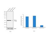 PPP2R2A Antibody in Western Blot (WB)