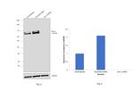 AXIN2 Antibody in Western Blot (WB)