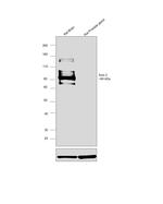 AXIN2 Antibody in Western Blot (WB)