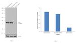 NCK1 Antibody in Western Blot (WB)