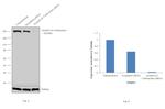 Acetyl-CoA Carboxylase Antibody