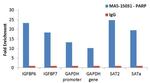 PARP1 Antibody in ChIP Assay (ChIP)