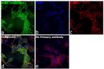 RSK1/RSK2/RSK3 Antibody in Immunocytochemistry (ICC/IF)