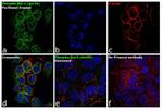 Phospho-Bcl-2 (Ser70) Antibody