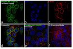 Phospho-Bcl-2 (Ser70) Antibody in Immunocytochemistry (ICC/IF)