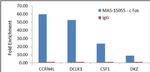 c-Fos Antibody