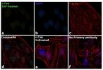 c-Fos Antibody in Immunocytochemistry (ICC/IF)