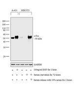 c-Fos Antibody in Western Blot (WB)