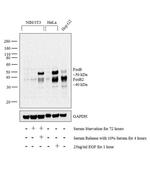 FosB Antibody