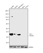 PU.1 Antibody in Western Blot (WB)