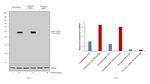 TGF beta-1 Antibody in Western Blot (WB)