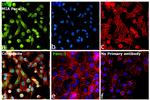 IRS1 Antibody in Immunocytochemistry (ICC/IF)