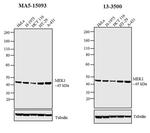 MEK1 Antibody