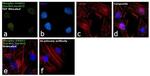 Phospho-SMAD2 (Ser465, Ser467) Antibody in Immunocytochemistry (ICC/IF)