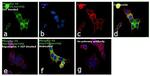 Phospho-S6 (Ser235, Ser236) Antibody in Immunocytochemistry (ICC/IF)