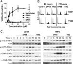 Phospho-CHK1 (Ser345) Antibody in Western Blot (WB)