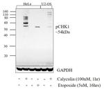 Phospho-CHK1 (Ser345) Antibody