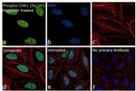 Phospho-CHK1 (Ser345) Antibody in Immunocytochemistry (ICC/IF)