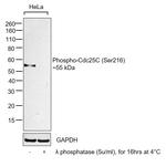 Phospho-Cdc25C (Ser216) Antibody in Western Blot (WB)