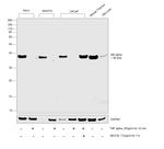 IkB alpha Antibody