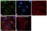 IkB alpha Antibody in Immunocytochemistry (ICC/IF)