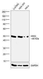 IKK gamma Antibody in Western Blot (WB)