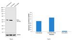 IKK gamma Antibody