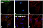 VEGF Receptor 2 Antibody in Immunocytochemistry (ICC/IF)