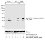 Phospho-ERK1/ERK2 (Thr202, Tyr204) Antibody in Western Blot (WB)