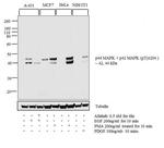 Phospho-ERK1/ERK2 (Tyr204) Antibody in Western Blot (WB)