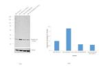 Phospho-p38 MAPK alpha (Thr180, Tyr182) Antibody