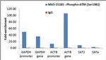 Phospho-ATM (Ser1981) Antibody