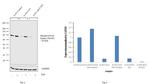 Phospho-p70 S6 Kinase (Thr389) Antibody