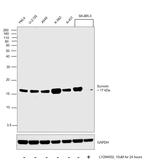 Survivin Antibody in Western Blot (WB)