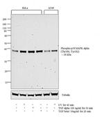 Phospho-p38 MAPK (Thr180, Tyr182) Antibody