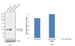 ERK1/ERK2 Antibody in Western Blot (WB)