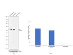 Chk1 Antibody in Western Blot (WB)